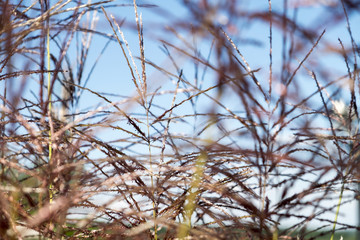 Bright spring grass field with sunlight bokeh background; selective focus