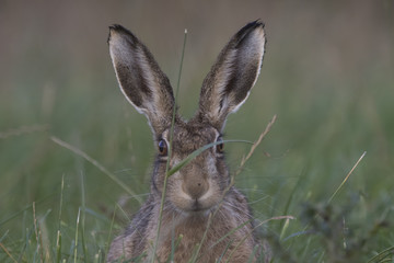 European brown hare portrait while eating and cleaning - 174502697