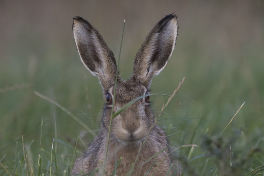 European brown hare portrait while eating and cleaning
