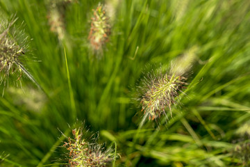 Bright spring grass field with sunlight bokeh background; selective focus