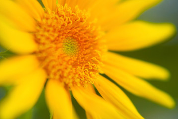 Sunflower Close Up , Selective Focus