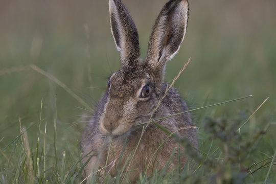 European brown hare portrait while eating and cleaning
