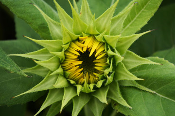 ヒマワリのつぼみ