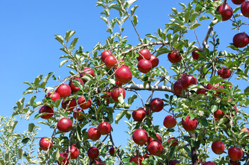 Obraz premium 実ったりんごの木