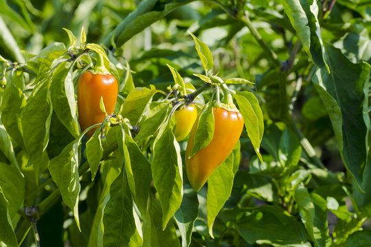 Closeup photo of growing and mature orange peppers among green leaves under sunshine