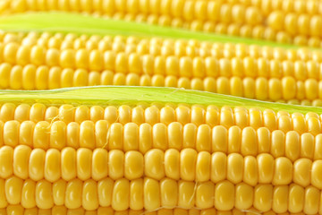 Fresh corn cobs, close up