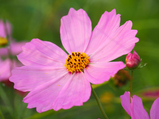 コスモスのアップ