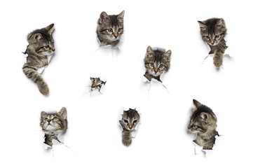 Kittens in holes of paper, little grey tabby cats peeking out of torn white background, eight funny...
