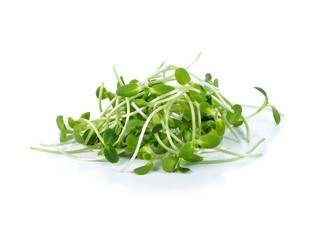 green young sunflower sprouts isolated on white background