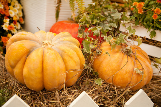 pumpkins in the autumn