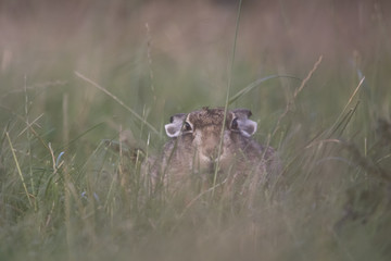 Fototapeta premium European brown hare portrait while eating and cleaning