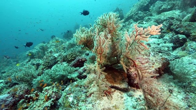 Sea plumes soft coral and reef fish at Pulau Weh, Aceh 