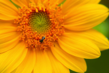 Sunflower Close Up , Selective Focus