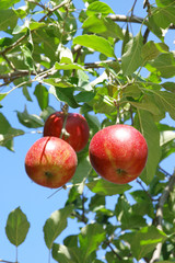 実ったりんごの木