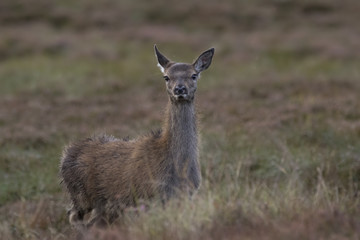 red deer hind portrait during rutting season