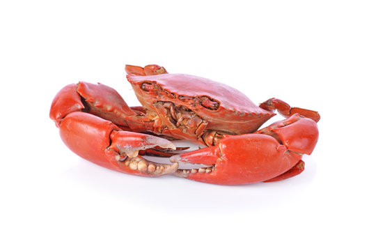 Cooked crab on a white background. 