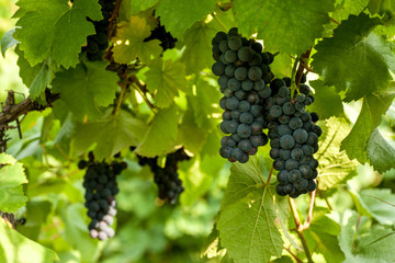Naklejka premium Grapes