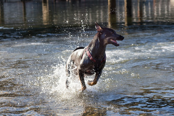 Playful dog is running in the water during a vibrant sunny summer day. Taken in Horseshoe Bay, West Vancouver, British Columbia, Canada.
