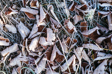 Frozen autumn dry leaves, natural vintage winter background, macro image