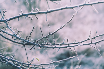 Frozen tree branch, abstract natural vintage winter background