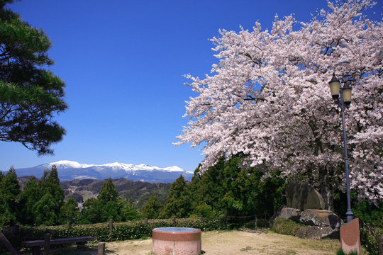 智恵子の杜公園の桜（二本松市）