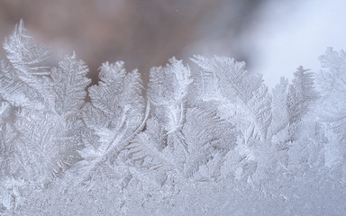 Frosty pattern in form of leaves on winter window glass.