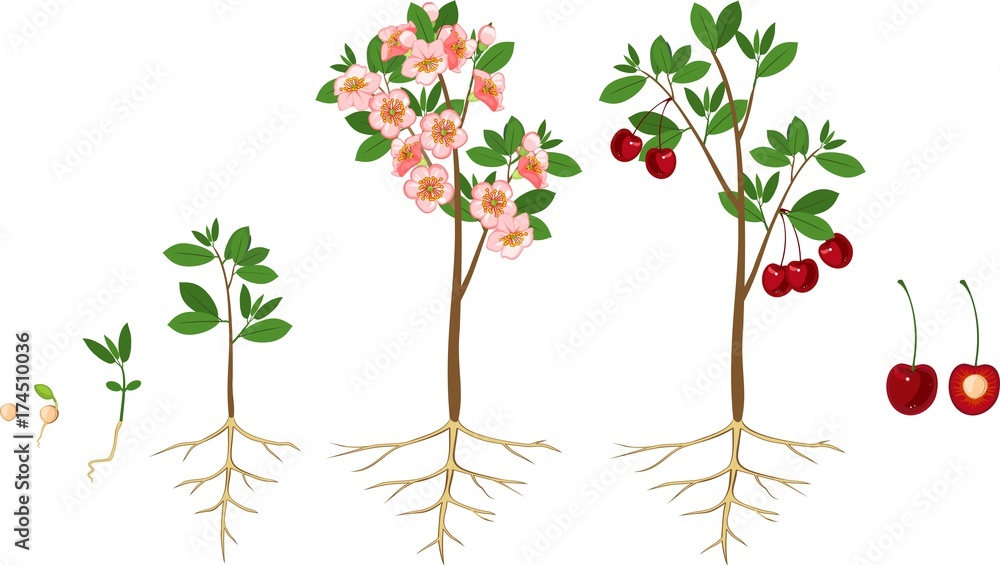 Wall mural stages of growth of tree from seed. life cycle of cherry tree. tree with root system - Wall murals