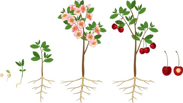 Stages of growth of tree from seed. Life cycle of cherry tree. Tree with root system