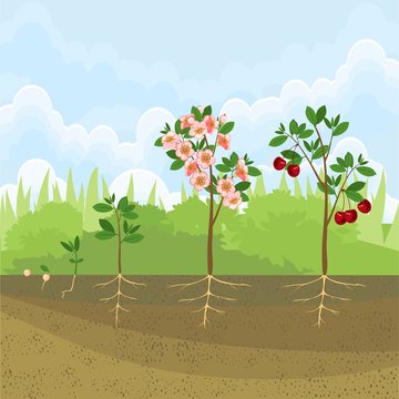 Stages of growth of tree from seed. Life cycle of cherry tree. Tree with root system