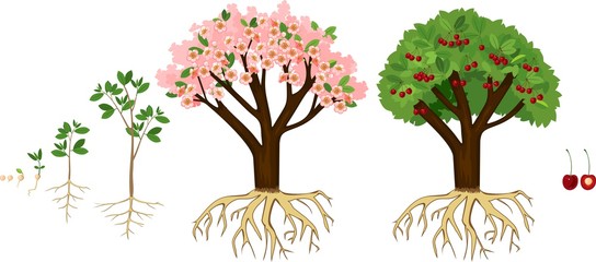 Stages of growth of tree from seed. Life cycle of cherry tree. Tree with root system