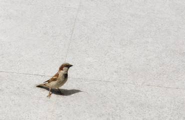 Sparrow in city park