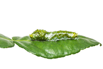 Great Mormon (Papilio memnon) caterpillar