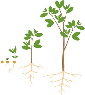 Sequential stages of growth of plant from seed to tree