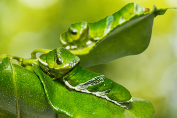 Great Mormon (Papilio memnon) caterpillar