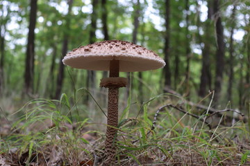 Parasol mushroom known as Macrolepiota procera is a fungus with a large, prominent fruiting body resembling a parasol. Fully grown edible parasol mushroom