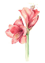 Watercolor amaryllis