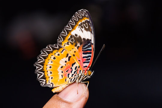 Male Leopard Lacewing (Cethosia cyane euanthes) butterfly