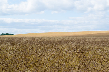 Autumn Russian grain field background, the Urals
