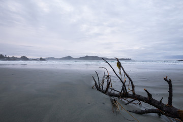 Fototapeta premium Beautiful moody view on the sandy beach on the Pacific West Coast during a cloudy early morning. Taken in Tofino, Vancouver Island, British Columbia, Canada.