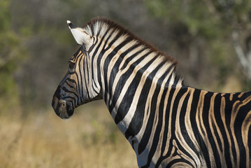 Fototapeta na wymiar Common Zebra, South, Africa