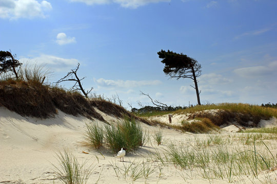 Westrand von Prerow