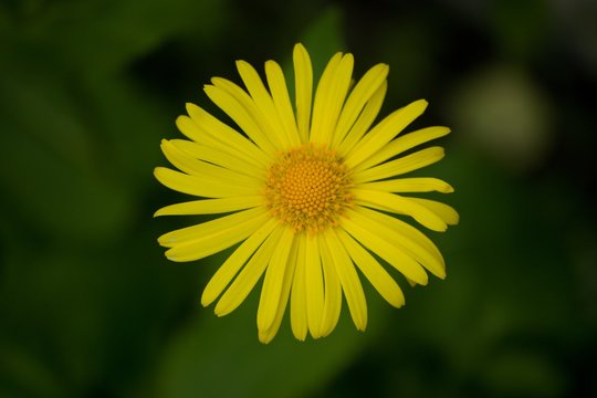 yellow flower with green bokeh background