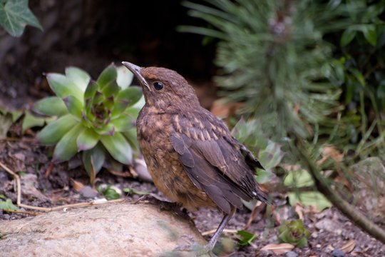 House sparrow in nature - detail
