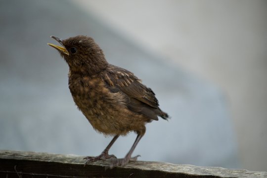 Young house sparrow on light background - detail