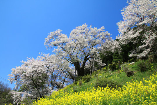 祭田の桜（二本松市）