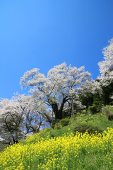 Fototapeta premium 祭田の桜（二本松市）