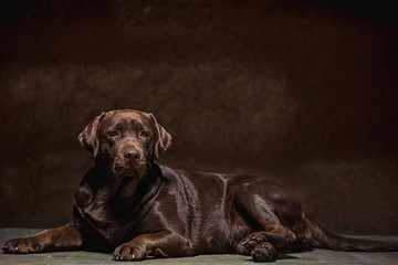 The portrait of a black Labrador dog taken against a dark backdrop.