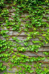 Green creeper on wooden wall for background - obrazy, fototapety, plakaty