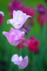 white, pink and purple tulips
