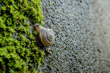 Snail on the ground on the wrong wall with green moss.
